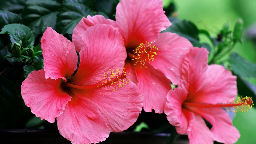 Hibiscus in Cystolax